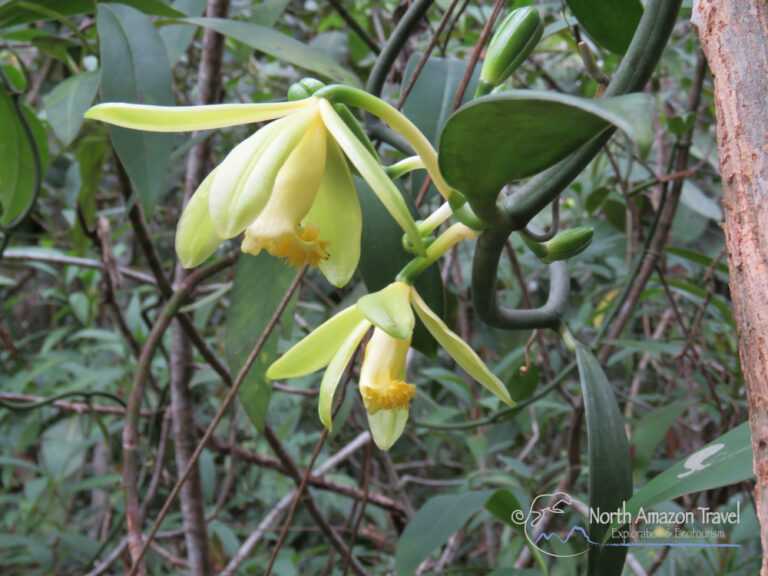 Publicación académica: Presentamos la especie de vainilla (Vanilla denshikoira) endémica a Guainía, Colombia
