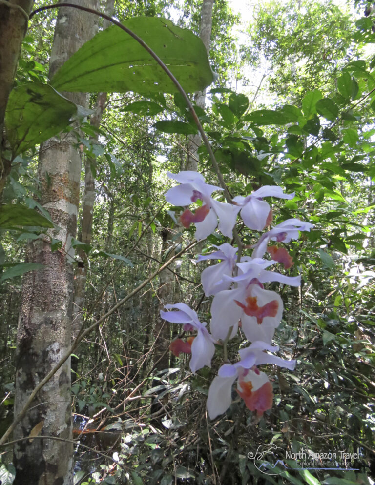 Descubrimiento de la orquídea azul en Guainía