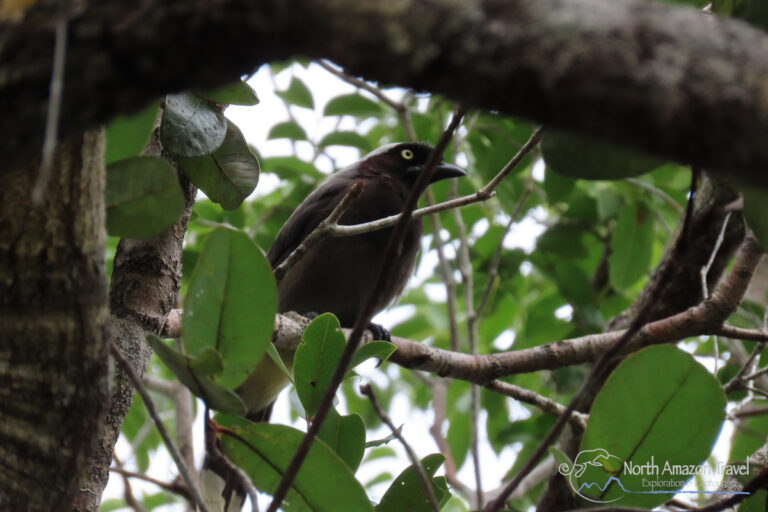 Registro de la Urraca nuquiazul en los senderos ecológicos del Ecolodge Yupi Nai, río Atabapo